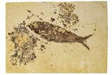 Detailed Fossil Fish (Knightia) - Wyoming #186454-1